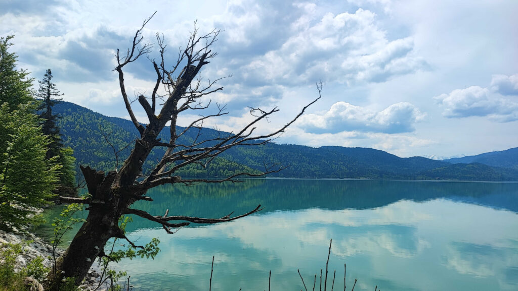 IMG_20230521_124900_50 Kahler Baum vor Bergsee. Nadelwald im Hintergrund.